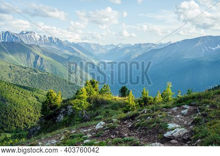 Beautiful Alpine Landscape With Small Conifer Trees On Rock On Background Of Giant Mountains And Gre