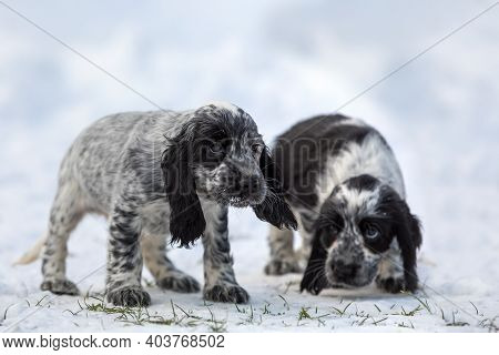 Cute Small Pure Breed Dog English Cocker Spaniel, Puppy In Snowy Winter Garden. Breeding Station, De