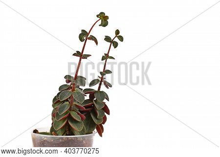 Peperomia Houseplant Showing Signs Of Etiolation With Long Stems With Small Leaves Because Of Not En