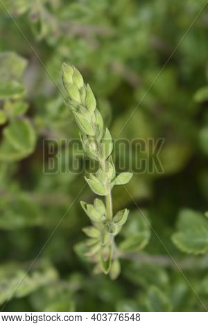 Yellow Germander Flower Buds - Latin Name - Teucrium Flavum