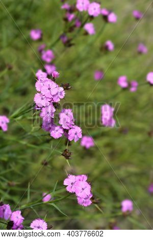 ?arthusian Pink Flowers - Latin Name - Dianthus Carthusianorum