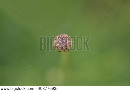 Giant Scabious Flower Bud Close Up - Latin Name - Cephalaria Leucantha