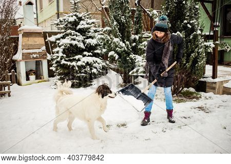 woman with shovel cleaning snow., white dog playing. Winter shoveling. Removing snow after blizzard