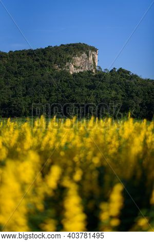The Beautiful Scenery Of A Yellow Sunn Hemp Field In Nakhon Sawan Province, Thailand.