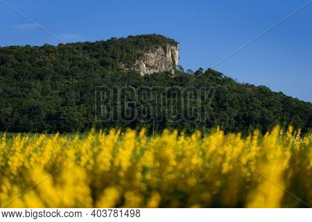 The Beautiful Scenery Of A Yellow Sunn Hemp Field In Nakhon Sawan Province, Thailand.