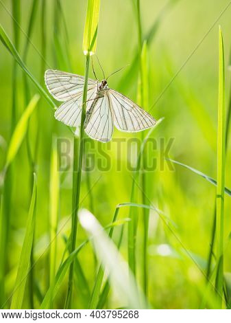 Moth Butterfly, Black-veined Moth (siona Lineata) On Green Grass Blade In Meadow