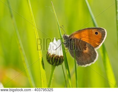 Small Heath (coenonympha Pamphilus) Butterfly On White Daisy Flower, Green Meadow Background