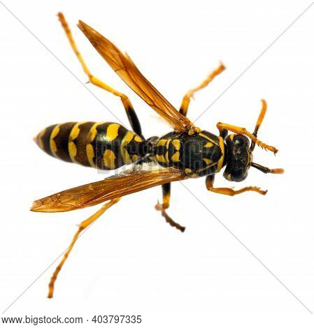 European Wasp German Wasp Or German Yellowjacket Isolateed On White Background In Latin Vespula Germ