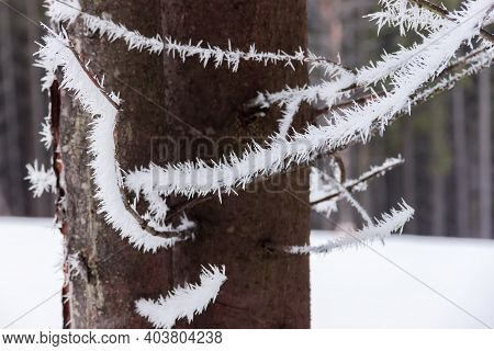 Dry Bottom Branches Of Spruces Covered With Hoarfrost On A Background Of Spruces Trunks In Cloudy We