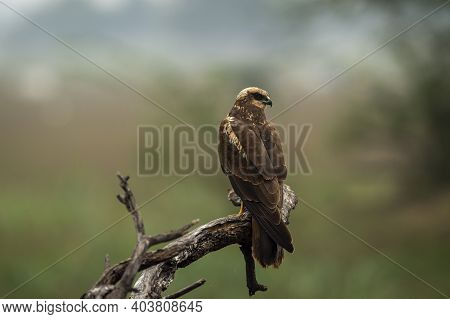 Eurasian Marsh Harrier Or Circus Spilonotus Portrait Or Closeup Perched On Tree Trunk With Natural G