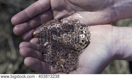Close Up Top View Of Woman Hands Holding Frog Eggs. Clip. Concept Of Natural Fertilization, Reproduc