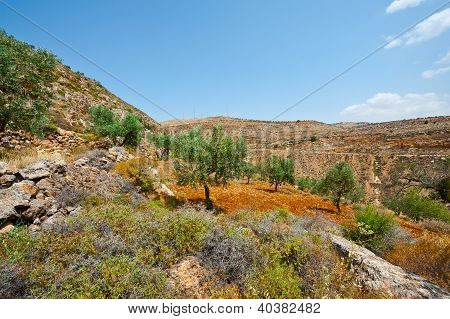 Olive Grove