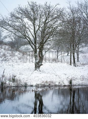 Winter And Snow In The Dunes Of Kijkduin, The Netherlands.