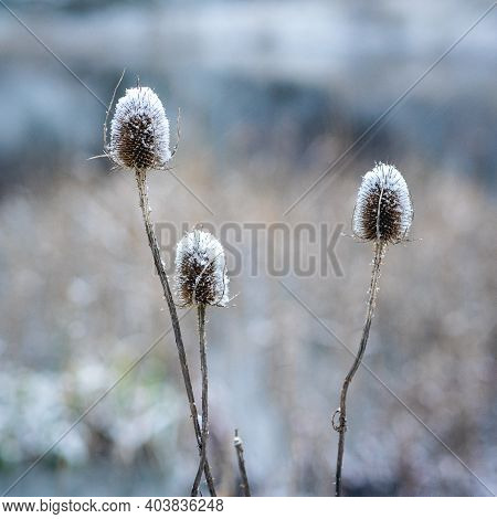 Winter And Snow In The Dunes Of Kijkduin, The Netherlands.