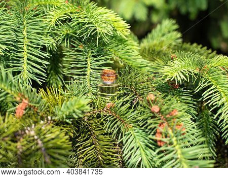 A Small Bottle Of Pine Oil Stands In The Dense Branches Of Pine, Background. The Concept Of Therapeu