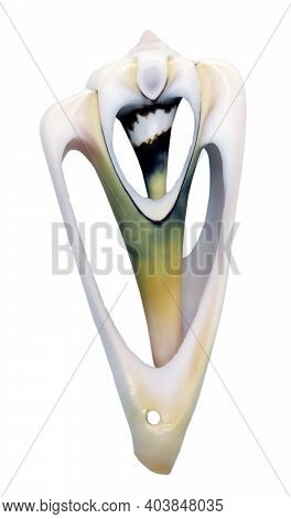 A Close-up Cut Of A Seashell Isolated On A White Background. A Key Chain, A Souvenir From A Trip To 