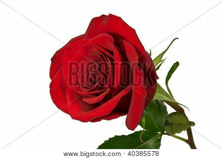 Rosa roja sobre fondo blanco.
