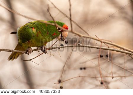 Guayaquil Parakeet Or Red Mask Parrot (psittacara Erythrogenys) Feeding On Tree Seeds In The Streets