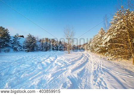 Snow Curonian Spit Dunes In January Winter Sunny Day. Blue Sky And Sea, Forest Evergreen Trees In Sn
