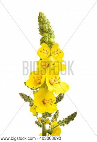 Mullein Flowers Isolated On A White Background