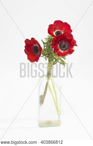 Red Flowers Of Anemone In The Glass Bottle On A White Background. Copy Space