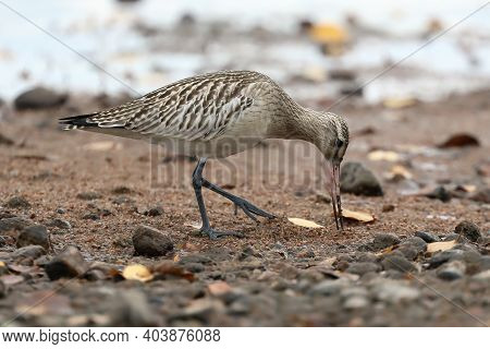 A Long-legged Wading Bird By The Lake