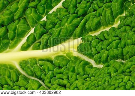 Gabbage Leaf Close Up, Studio Shot Of Green Vegetable