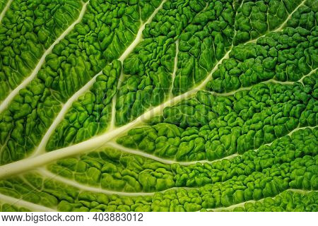 Gabbage Leaf Close Up, Studio Shot Of Green Vegetable