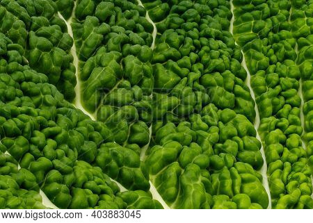 Gabbage Leaf Close Up, Studio Shot Of Green Vegetable