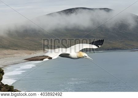 Close Up Of A Northern Gannet (morus Bassana) In Flight.