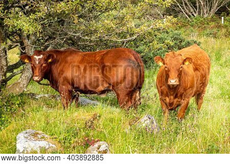 Brown Cows Sranding In A Donegal Field - Ireland