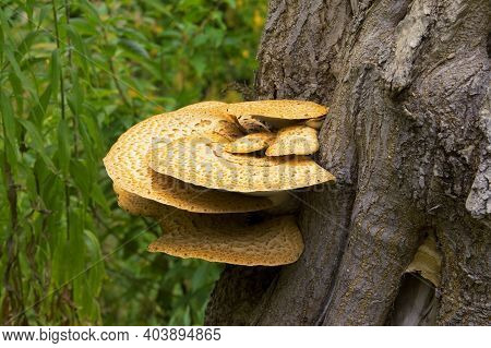 Cerioporus Squamosus Aka Polyporus Squamosus Mushroom Grows On Tree Trunk In Forest. Thickets Of Gre
