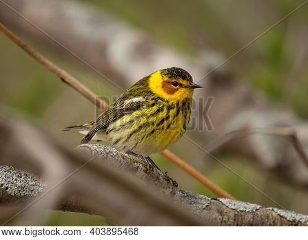 A Beautiful Male Cape May Warbler In Brilliant Breeding Plumage Perches On The Branches Of An Easter