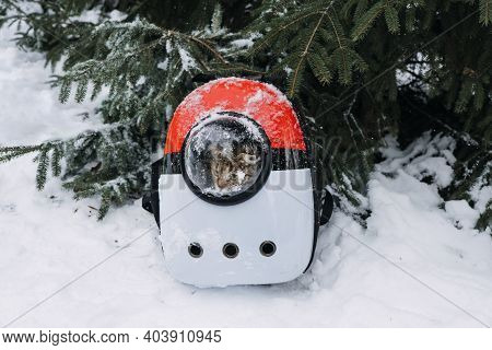 Cat In Pet Carrier Backpack In Winter Park, Forest. Bubble Backpack Carrier For Cats, Airline-approv
