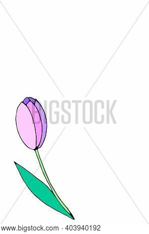 Pinktulip Flower Isolated. Symbol Of Spring, Love, Flowering. Hand Drawn Design Element, Clipart, De