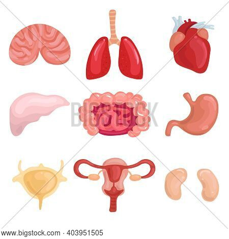Human Internal Organs Set With Lungs Brain Liver Uterus Intestine Stomack Heart Kidney Isolated Vect