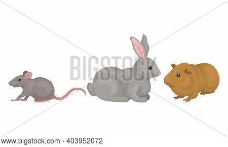 Rodents With Rabbit And Mouse Having Robust Bodies And Short Limbs Vector Set