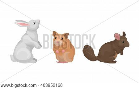 Rodents With Rabbit And Hamster Having Robust Bodies And Short Limbs Vector Set
