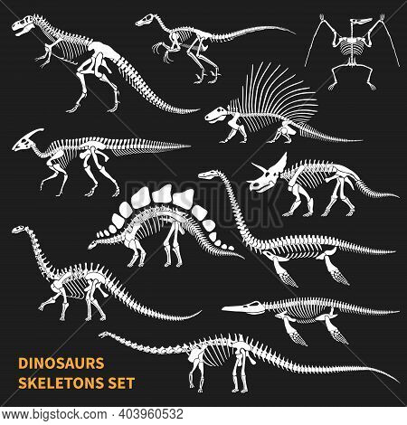 Dinosaurs Skeletons Isolated Icons Set On Blackboard Background In Chalkboard Style Hand Drawn Vecto