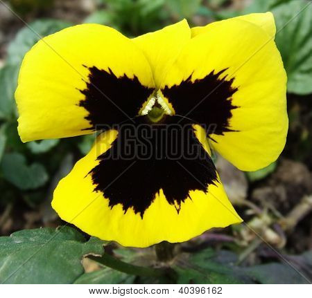 Una hermosa flor