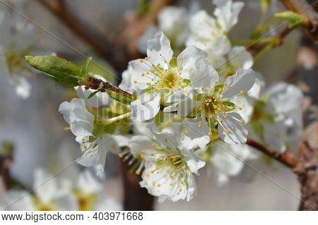 Ozark Premier Plum Flower- Latin Name - Prunus Salicina Ozark Premier