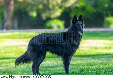 Autumn Portrait Of Black Groenendael Dog With Orange Background. Working Agility Belgian Shepherd Gr