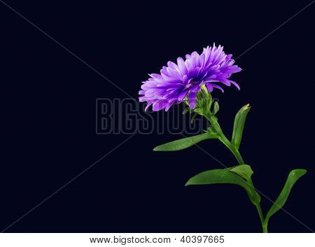 Blume