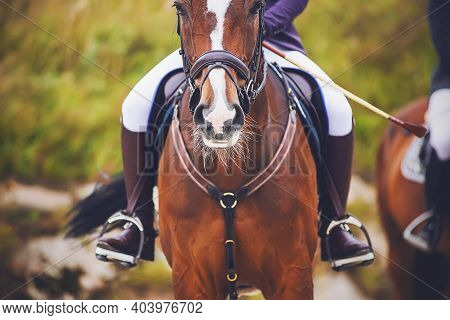 Portrait Of A Bay Horse With A Rider In The Saddle, Which Participates In Sports Equestrian Competit