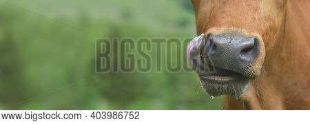 Close Up Of A Cow's Snout  With Its Tongue Outside On Green Background