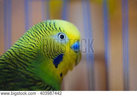 Budgie. Parrot. Green Budgerigar Sits In A Cage. Domestic Bird. Budgerigar In A Birdcage. Yellow-gre