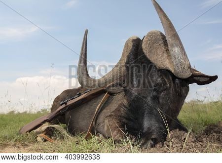 Black Wildebeest Trophy And Weapons After A Traditional Hunting Safari. A Typical Display Of An Afri