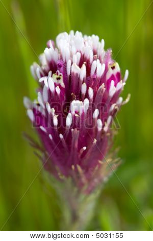 Mor baykuş 's yonca Castilleja Exserta Ssp Exserta