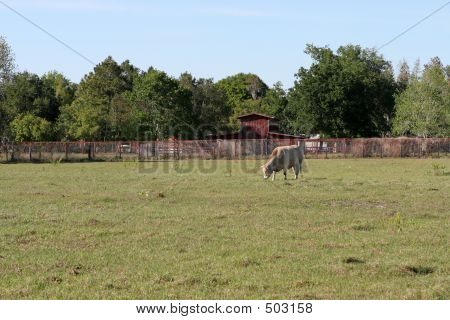Farm Life Background - Cow