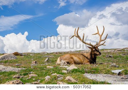 Rocky Mountain Elk